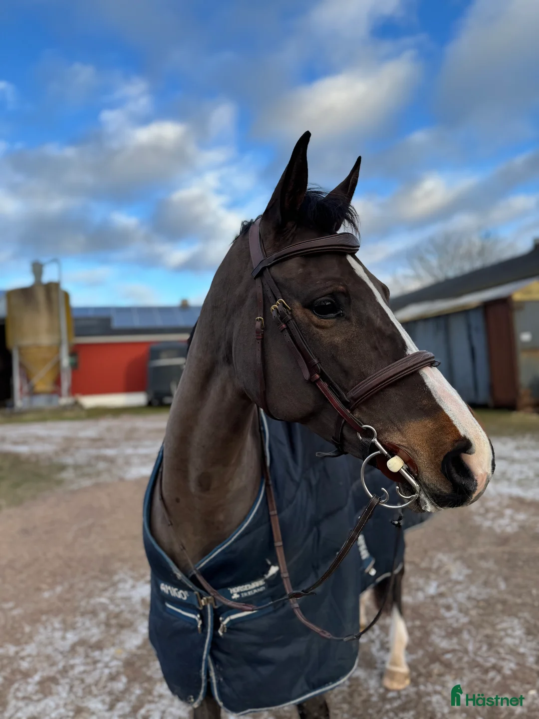 Hoppning hästar till salu: 🌟Talangfullt SWB-sto🌟 i Vinslöv - Annons 1