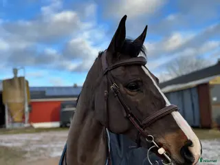 hästar 🌟Talangfullt SWB-sto🌟 i Vinslöv - Annons 13