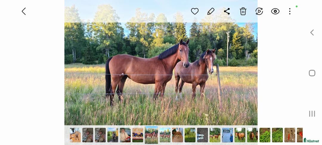  foderhäst finnes: SAMARBTE/ Sto född 2020 med toppstam för hoppning! i Forserum - Annons 3
