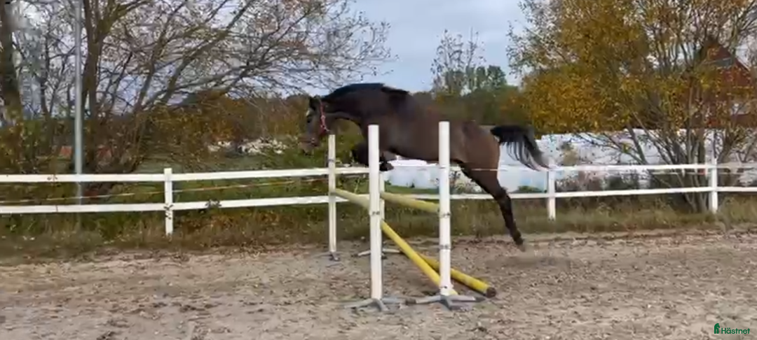 Hoppning hästar till salu: Cryst A llized Vanel  i Fjärås - Annons 5