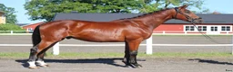 Dressyr hästar till salu: Dressyrhäst med riktigt bra galopp!  - Annons 2