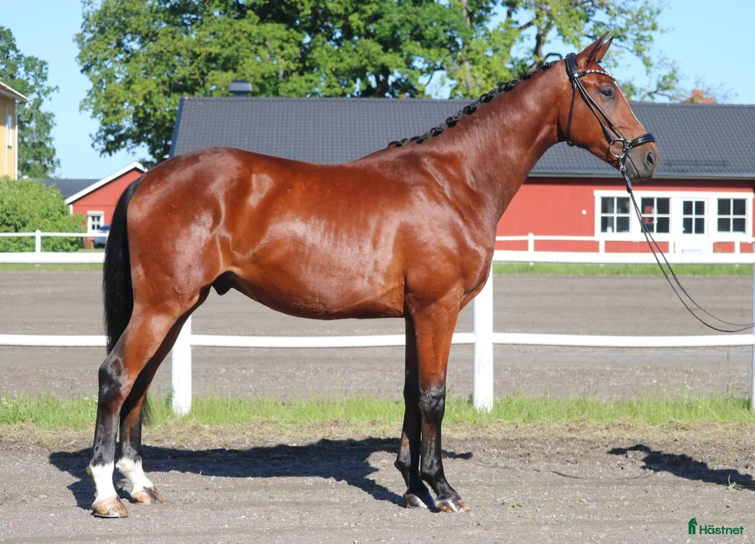Dressyr hästar till salu: Dressyrhäst med riktigt bra galopp!  - Annons 2
