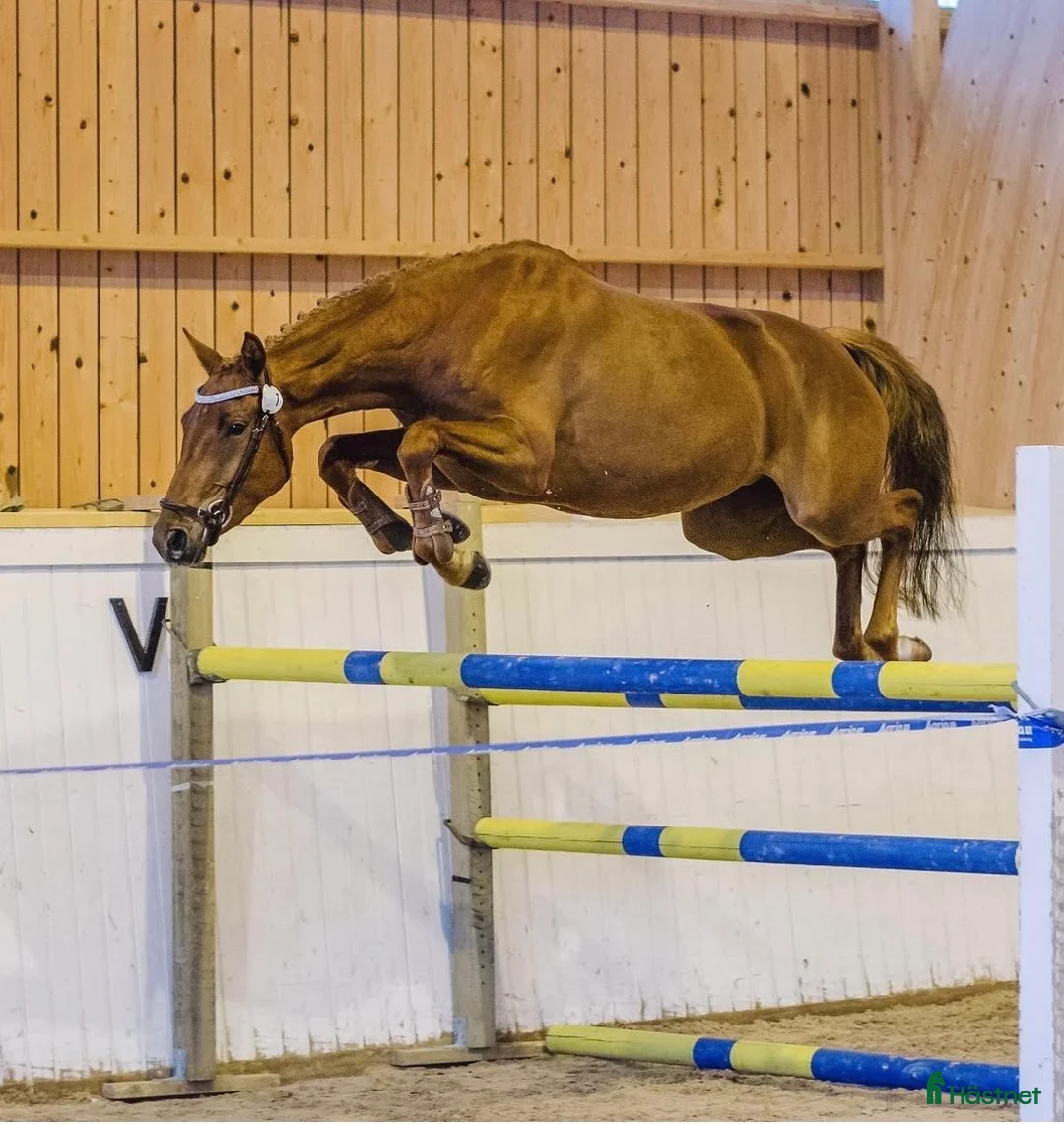 Hoppning hästar till salu: Framtidslöfte! i Mönsterås - Annons 5