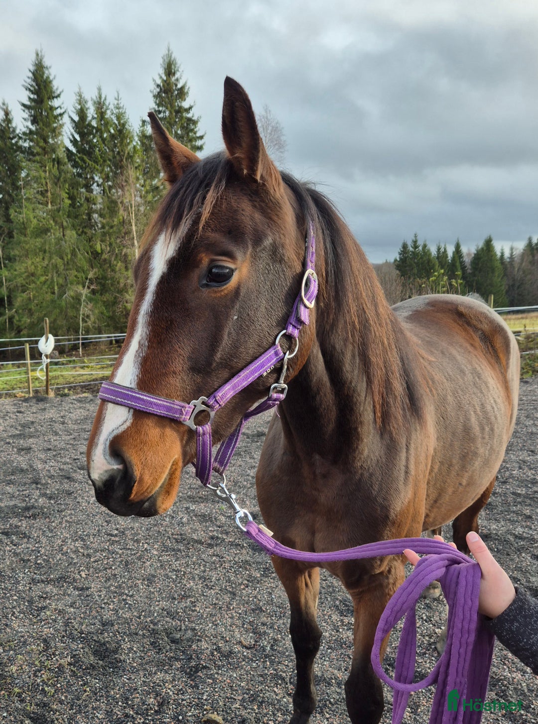 Allround hästar till salu: Sto med utvecklingspotential i Ludvika - Annons 3