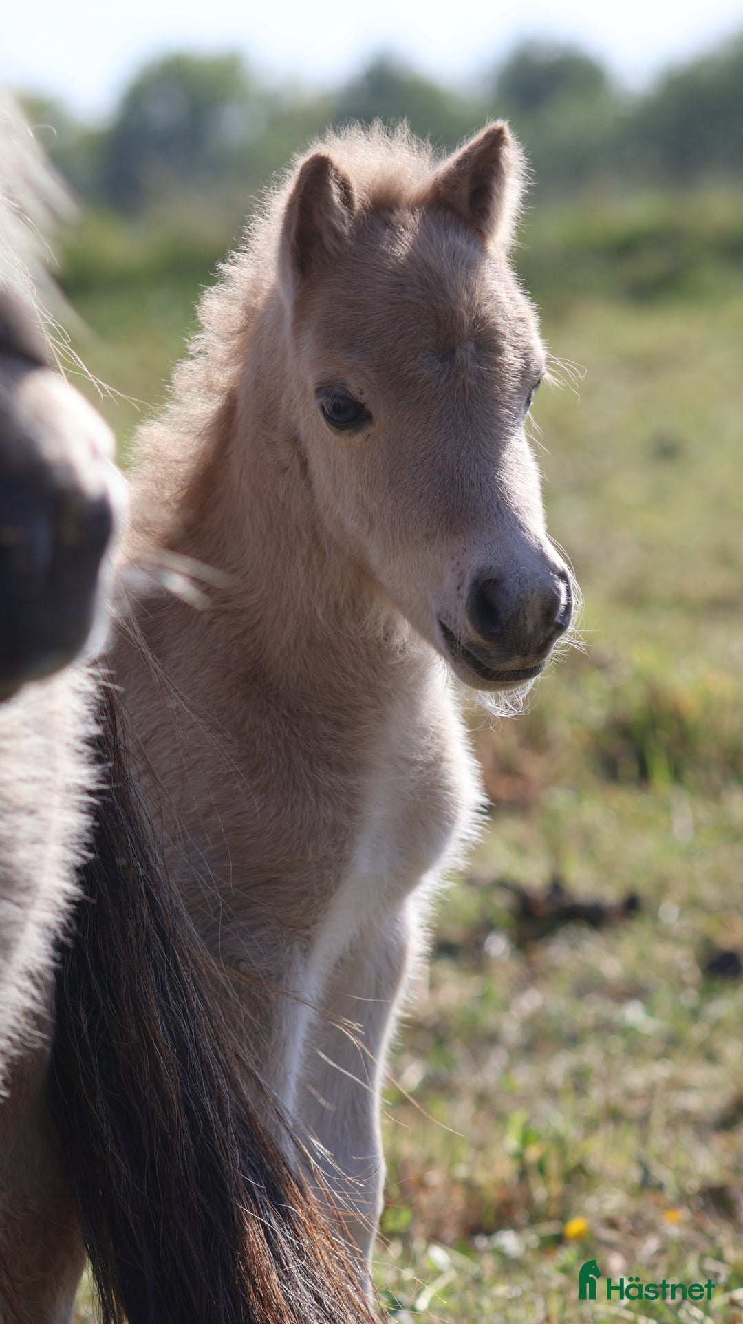 Avelshästar hästar till salu: shetlandspony Føl i Møldrup - Annons 8