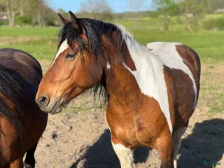 hästar Snällt sto med hjärta av guld 💛 i Veddige - Annons 1
