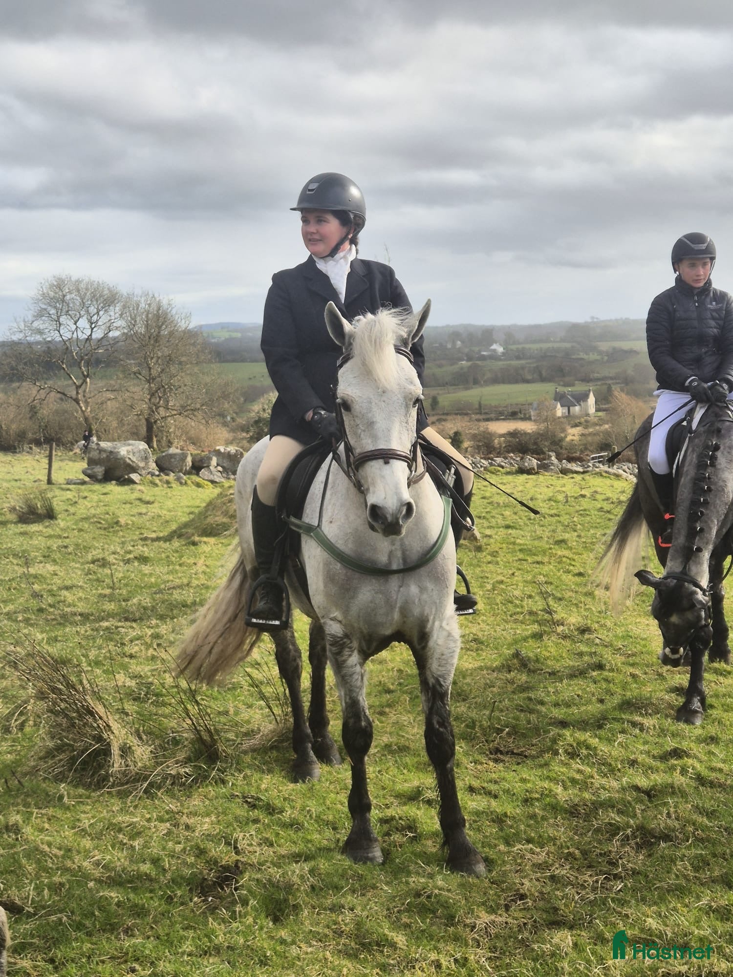  hästar Oversize Connemara geldings  - Annons 12