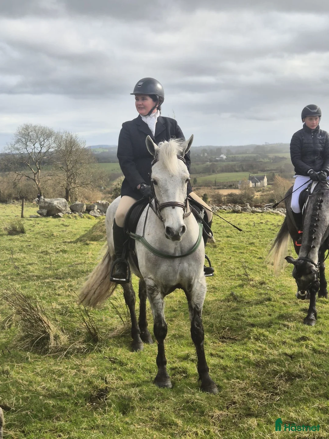 Allround hästar till salu: Oversize Connemara geldings  - Annons 1