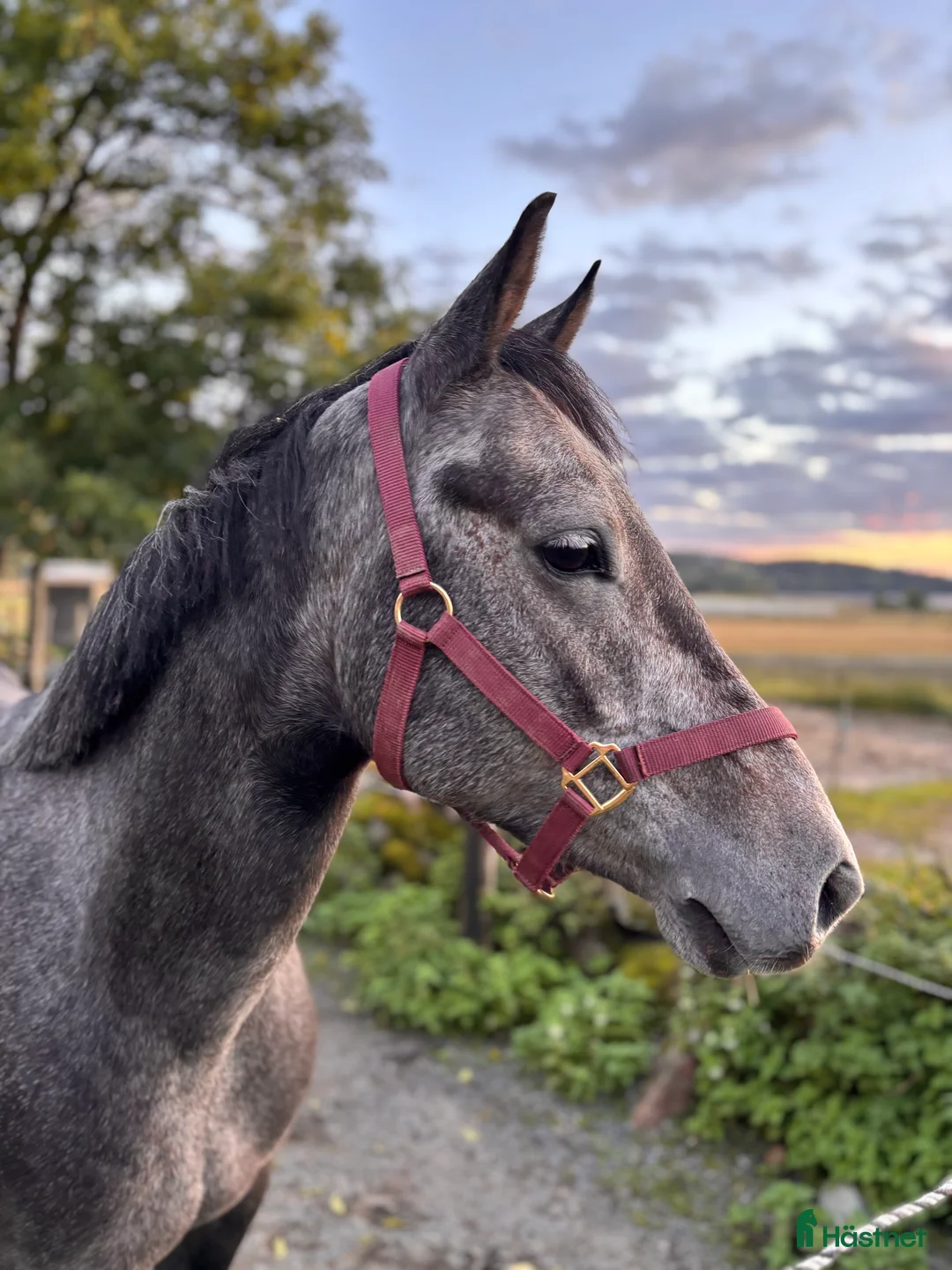 Hoppning hästar till salu: Vakker ponni med stort potensial  - Annons 1