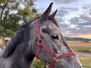 hästar Vakker ponni med stort potensial - Annons 2