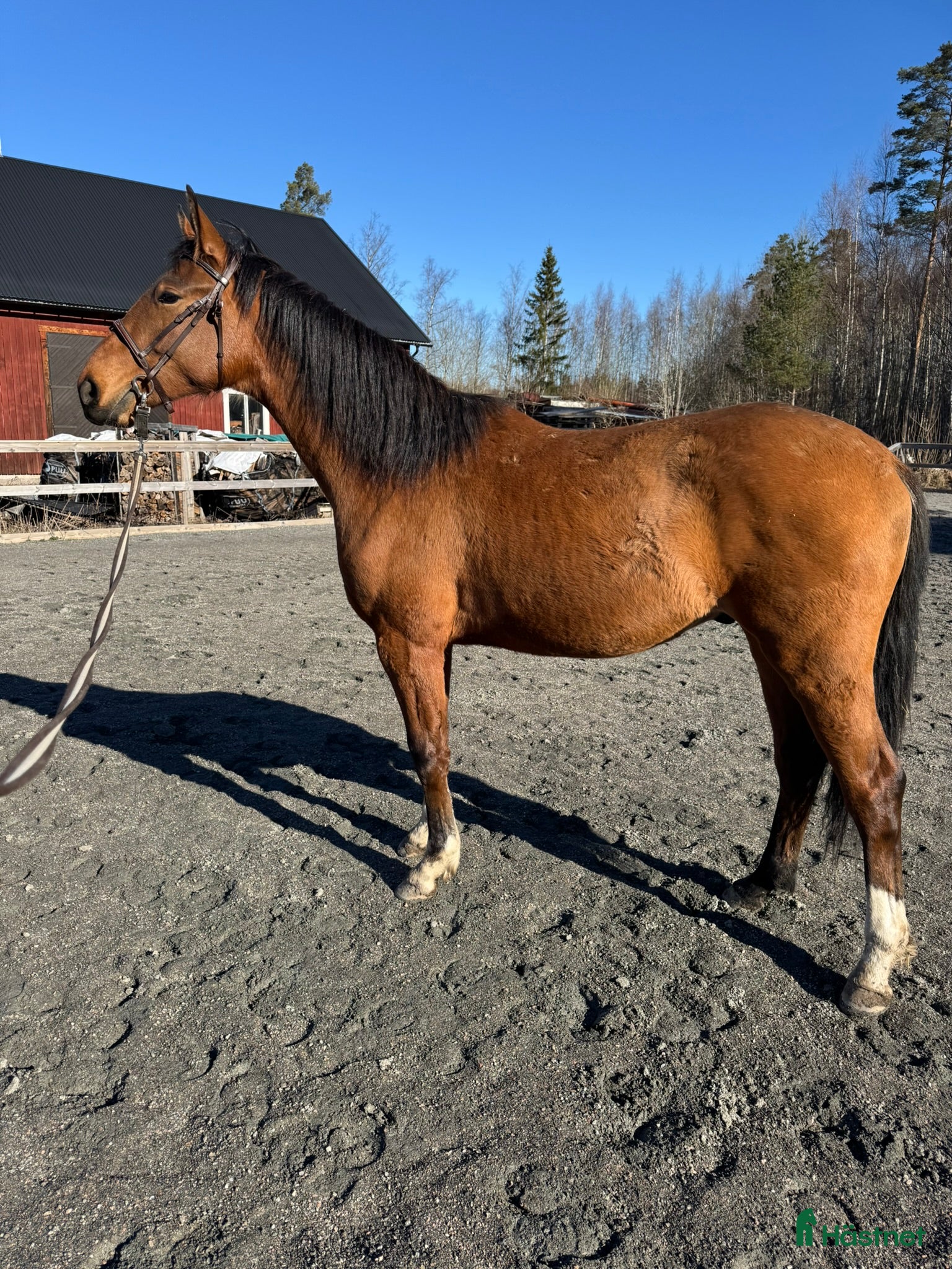  hästar Dressyrvalack (Fälttävlansämne) e. Blue Hors Storm - Annons 5