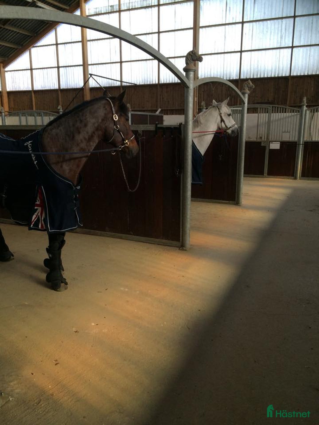  hästservice finnes: Önskar du hjälp - inridning/utbildning/försäljning i Eslöv - Annons 7