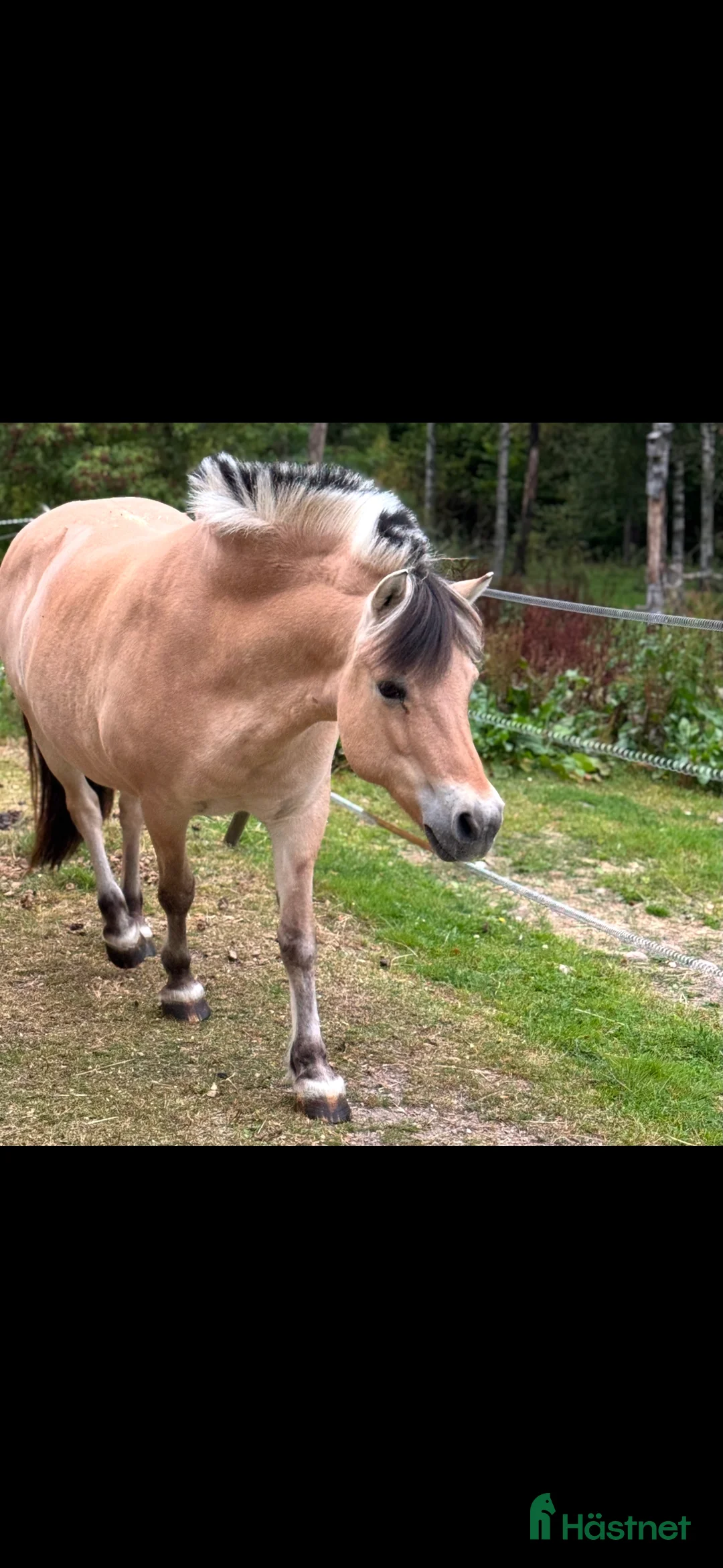 Sällskap hästar till salu: Tryggaste hästen  i Strömsnäsbruk - Annons 2