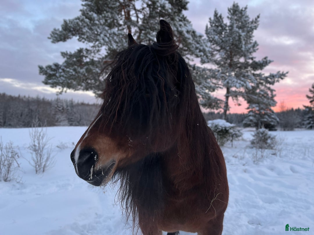 Körning hästar till salu: TINGAD! Dora 🌟 i Årjäng - Annons 8