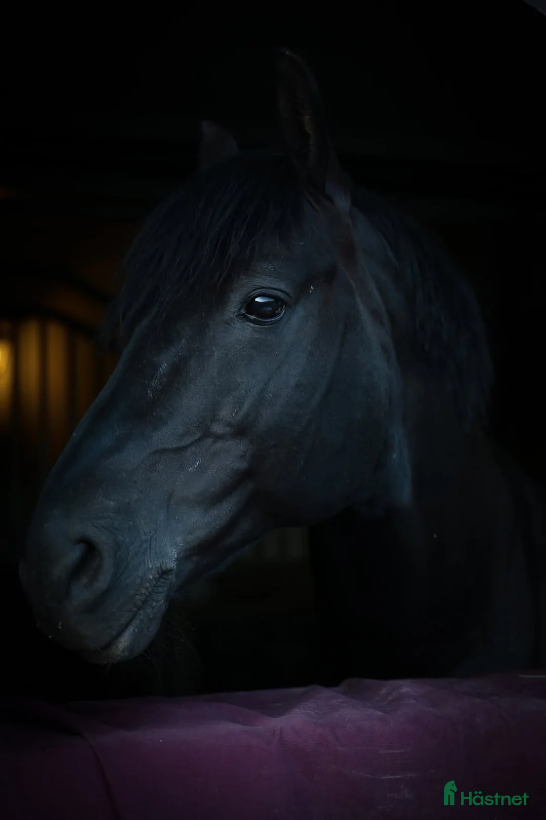 Hoppning hästar till salu: Läromästare och bästa vän!! - Annons 14