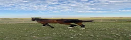 Allround hästar till salu: SWB-valack 7 år, 178 cm i Staffanstorp - Annons 4