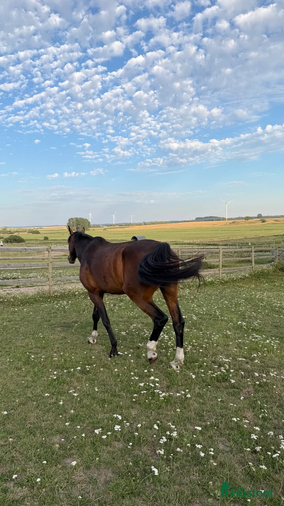 Allround hästar till salu: SWB-valack 7 år, 178 cm i Staffanstorp - Annons 4