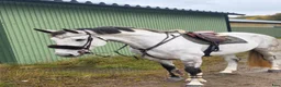 Hoppning hästar till salu: TÄVLINGSHÄST  - Annons 1
