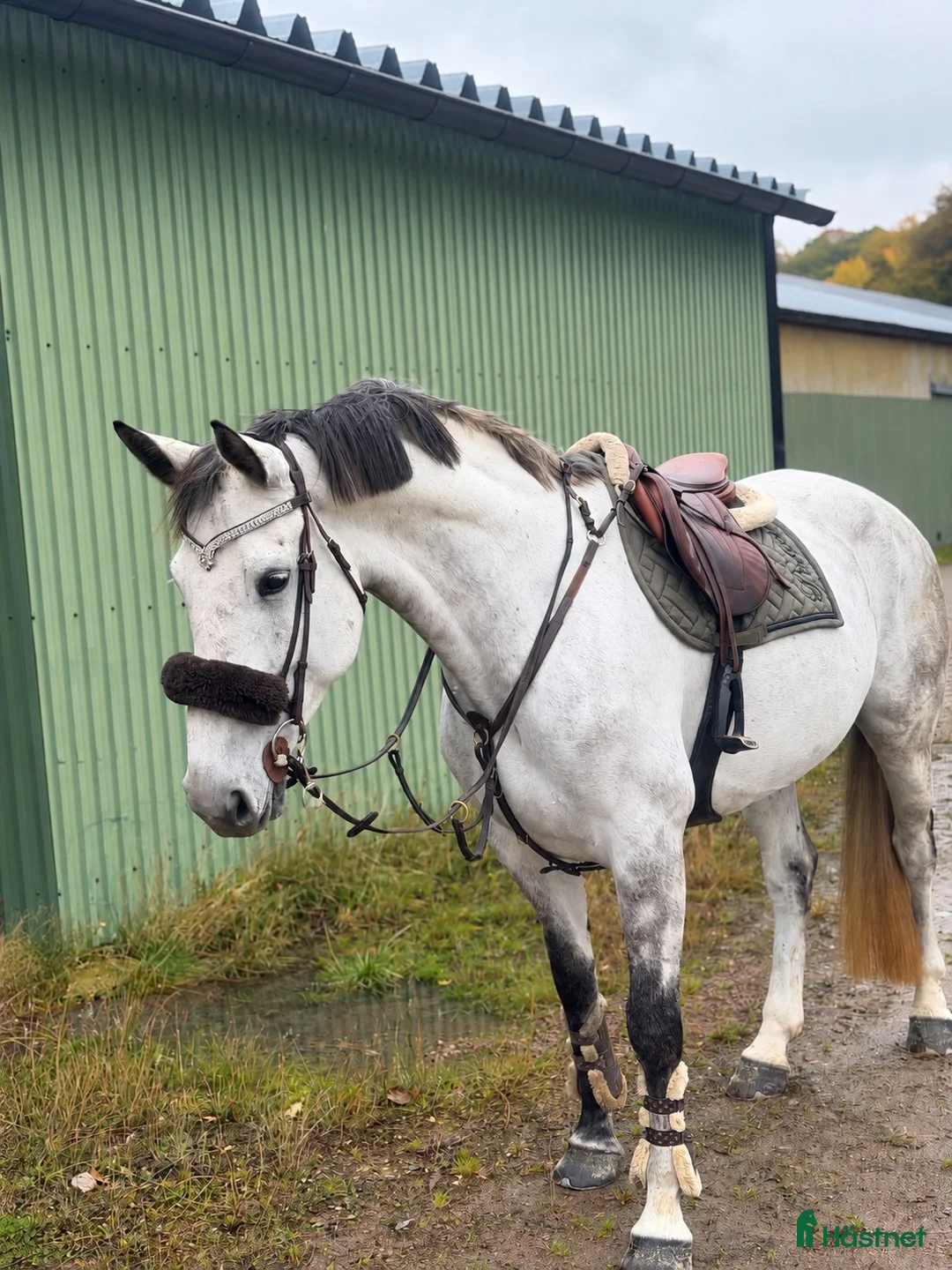 Hoppning hästar till salu: TÄVLINGSHÄST  - Annons 1