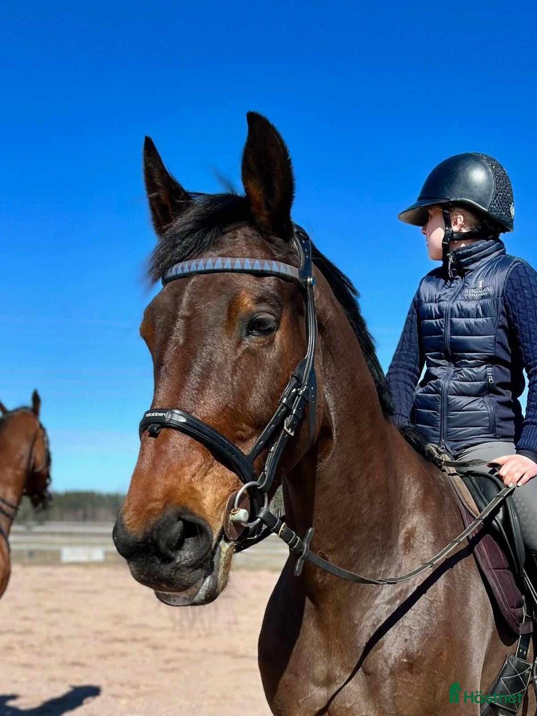 Allround hästar till salu: Underbar familjehäst/skogsmulle/mottagarsto! i Vena - Annons 3