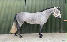 Hoppning hästar till salu: Selection of Irish ponies i Ljungby - Annons 24