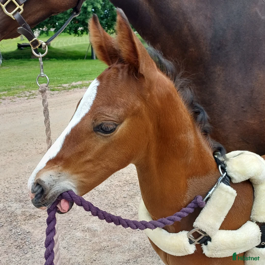 Allround hästar till salu: Snygg blivande dubbeltalang avlad för hållbarhet  i Kristinehamn - Annons 13