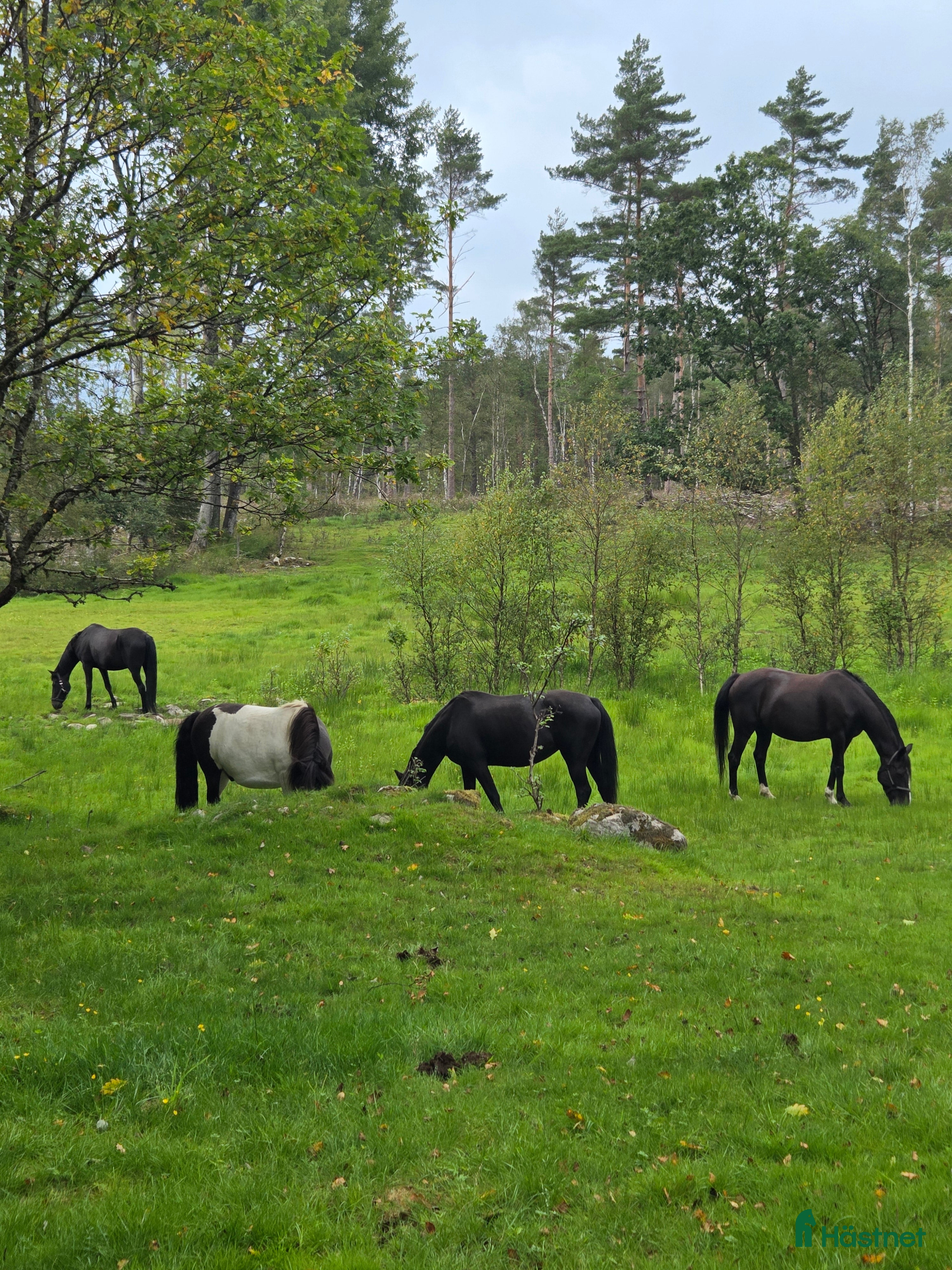  medryttarhäst finnes: Medryttare/pysslare i Fjärås - Annons 11