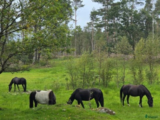 medryttarhäst finnes: Medryttare/pysslare i Fjärås - Annons 9