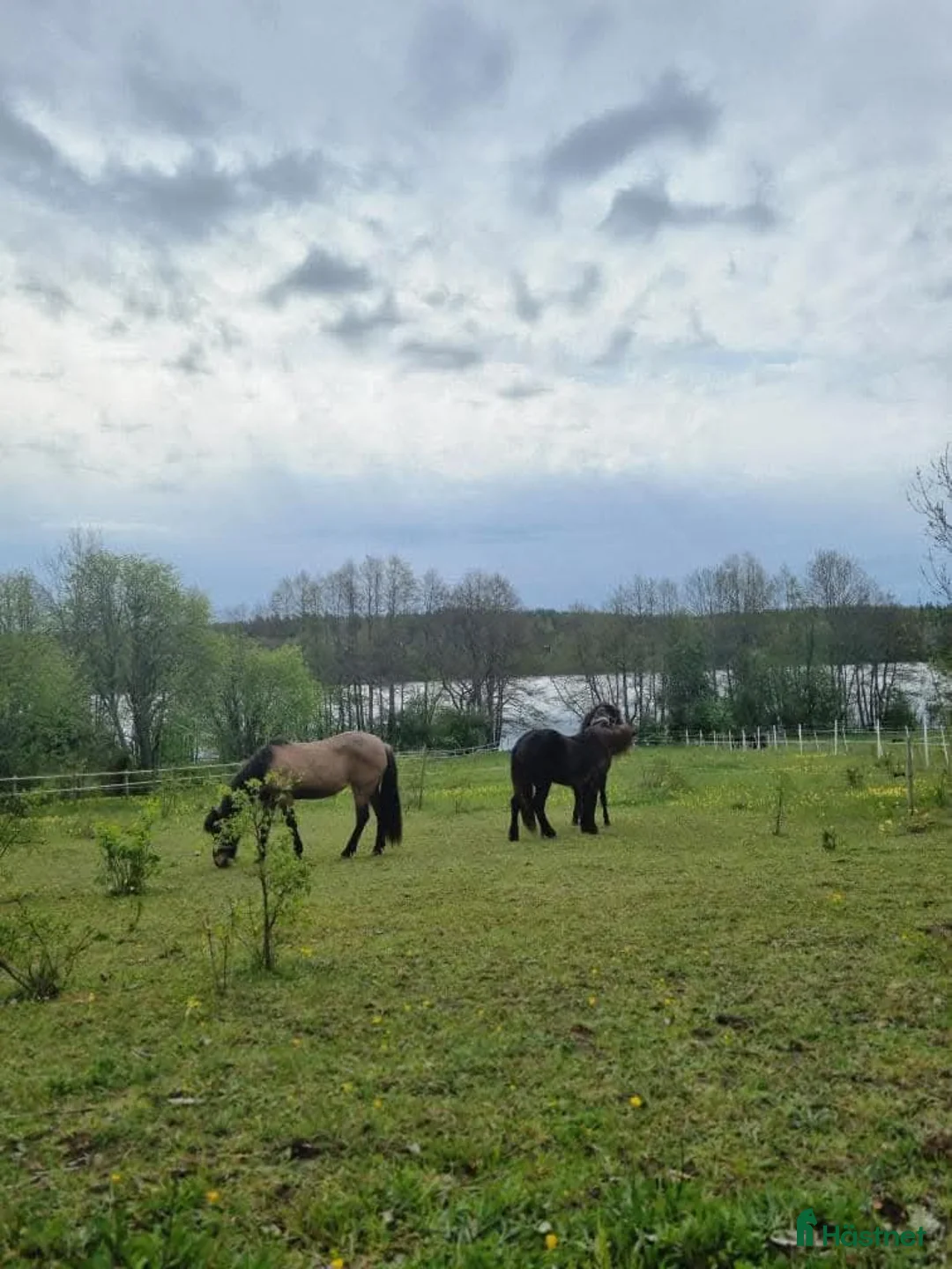  stallplats finnes: Stallplats för islandshäst Rö/Rimbo! i Rö - Annons 8