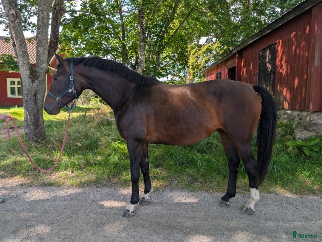 Allround hästar till salu: Vacker unghäst med lovande framtid  i Lyrestad - Annons 4