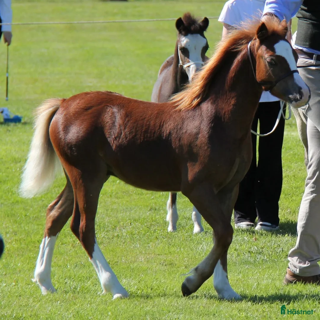 Allround hästar till salu: Uttrycksfullt hingstföl  - Annons 4