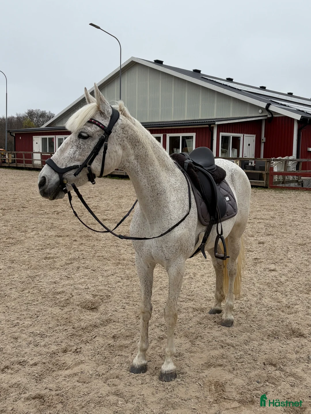 Allround hästar till salu: Fin allround häst - Annons 1