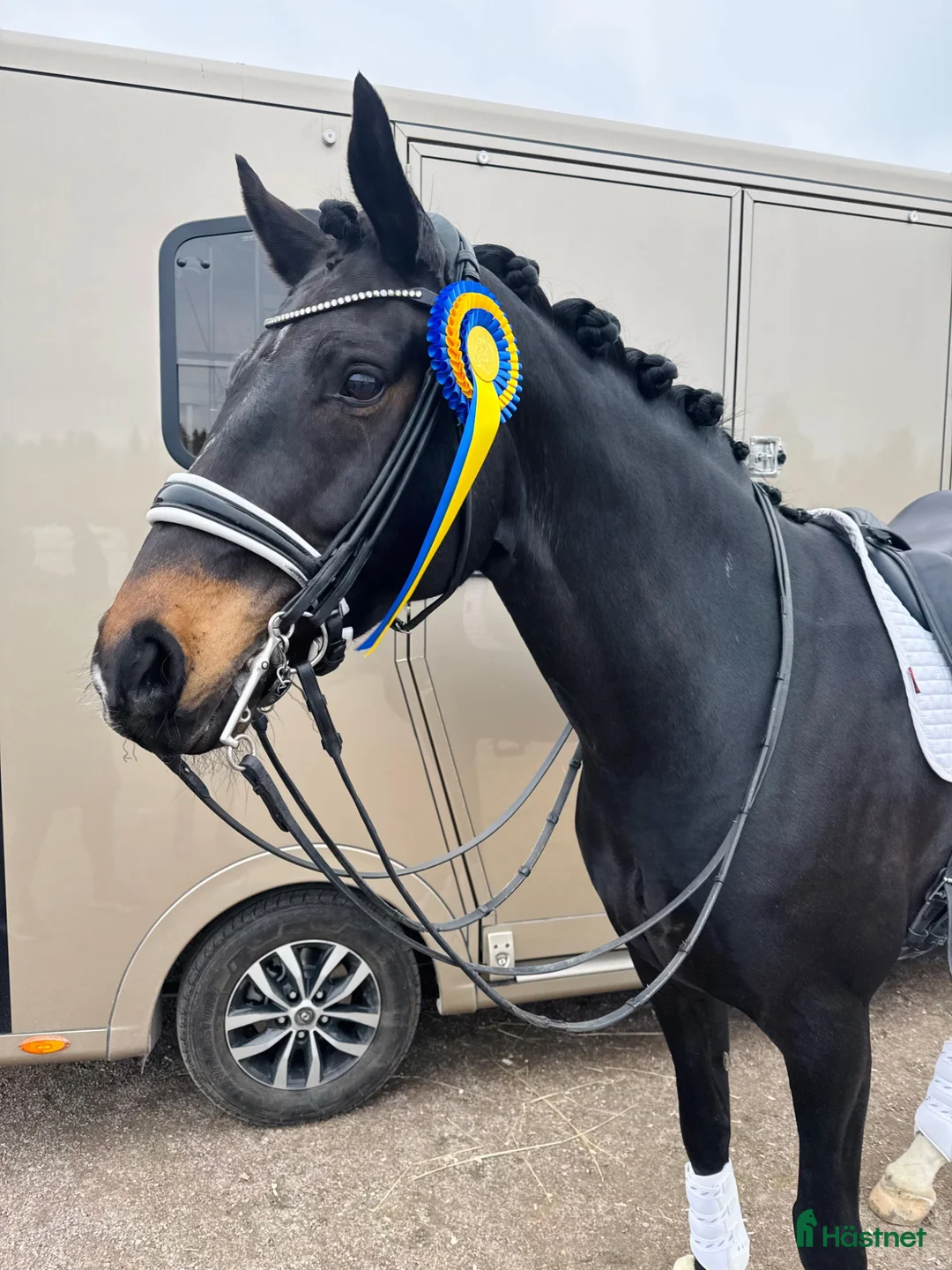 Dressyr hästar till salu: Våran ”once in a lifetime horse” i Köping - Annons 3