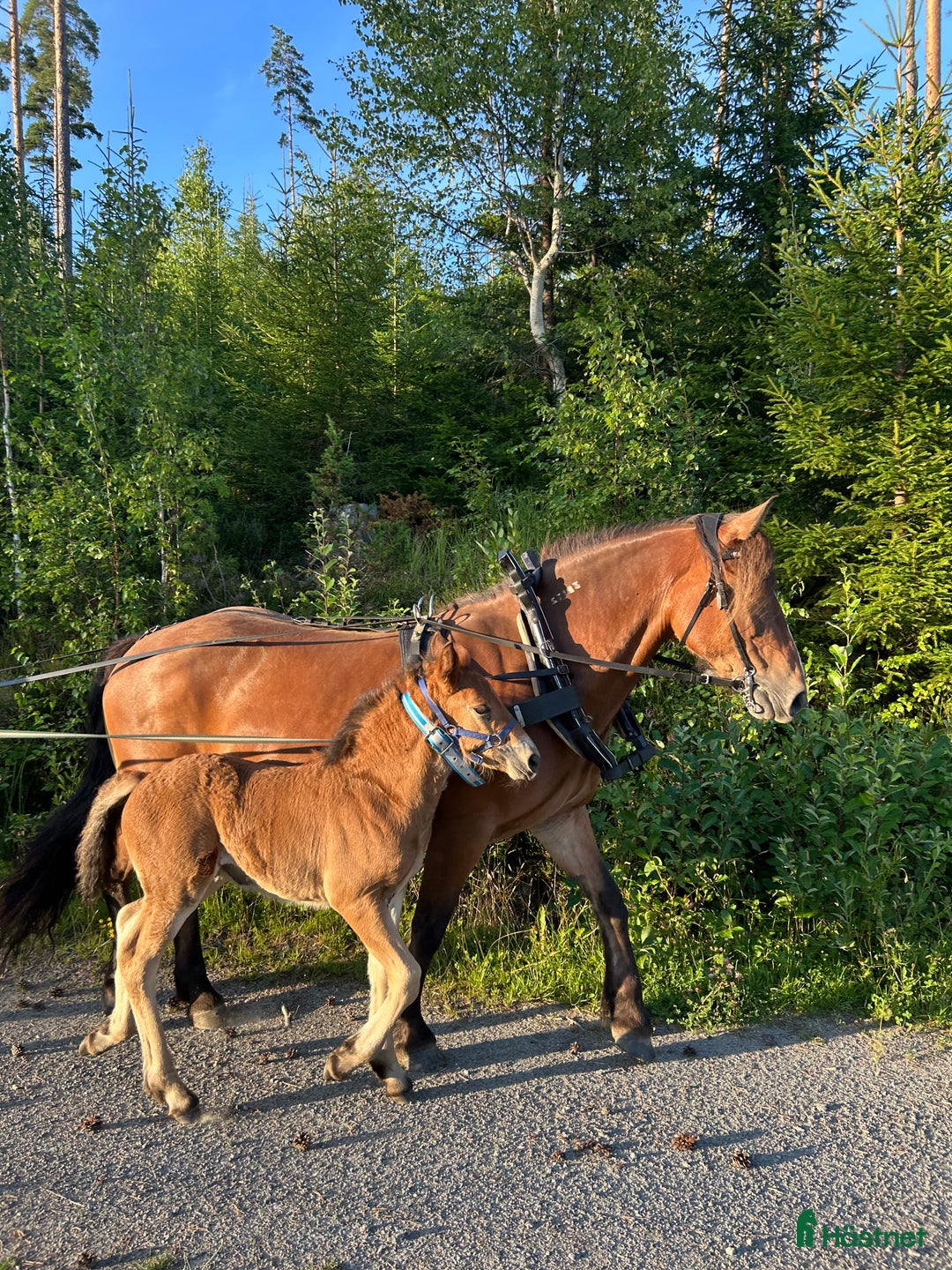 Allround hästar till salu: Älla söker nytt hem!  i Årjäng - Annons 3