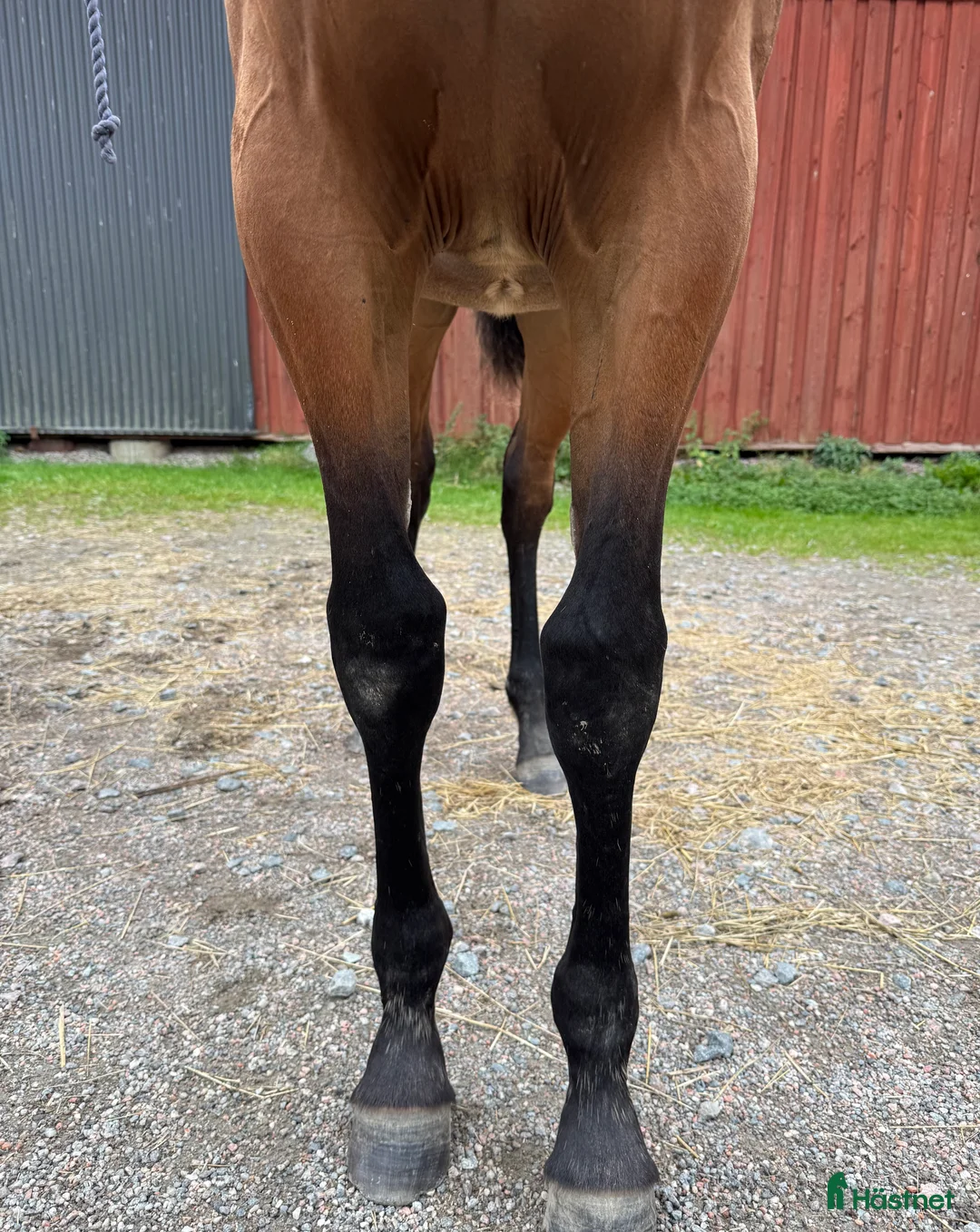 Trav hästar till salu: Välhanterat årsföl e Hayden Hanover i Tystberga - Annons 10