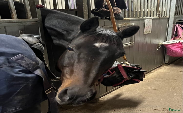  medryttarhäst finnes: Vuxen medryttare sökes i Vallentuna - Annons 13