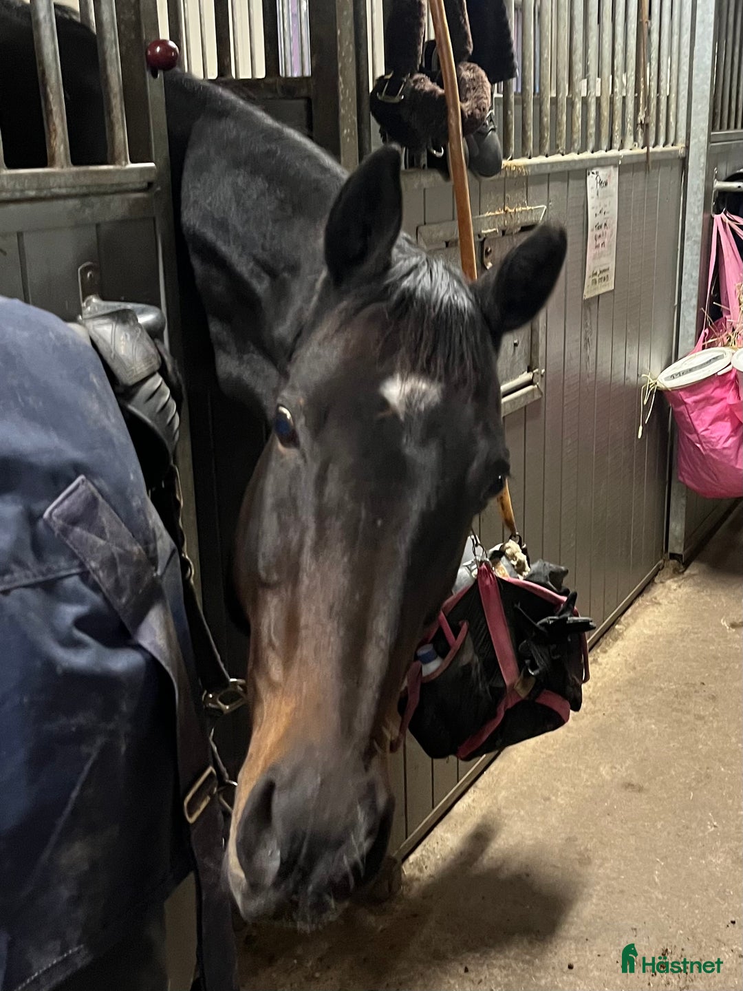  medryttarhäst finnes: Vuxen medryttare sökes i Vallentuna - Annons 1