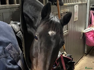 medryttarhäst finnes: Vuxen medryttare sökes i Vallentuna - Annons 23