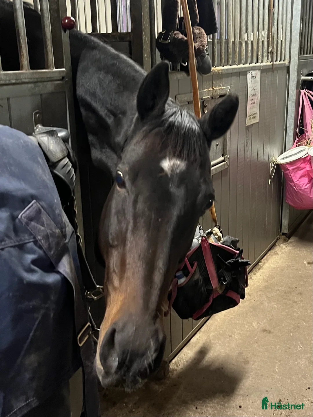  medryttarhäst finnes: Vuxen medryttare sökes - Annons 1