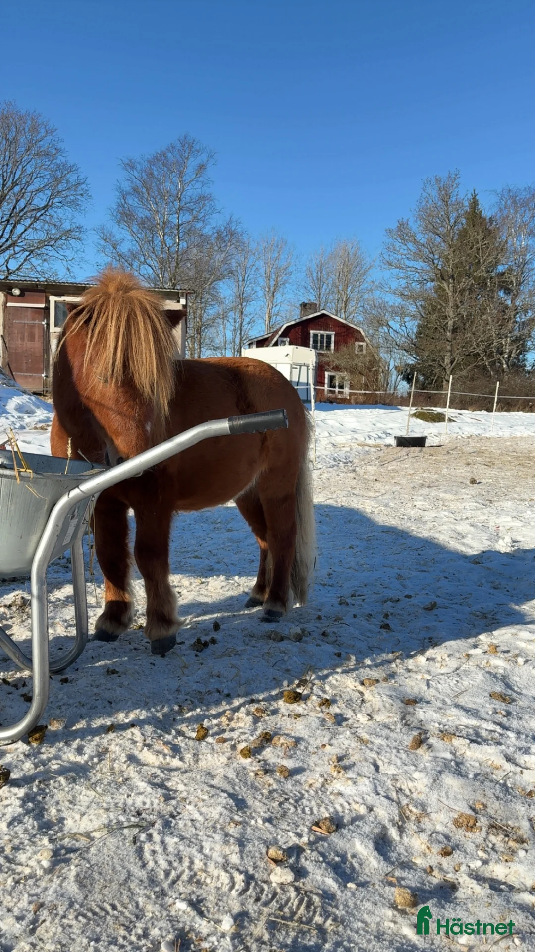Allround hästar till salu: Fodervärd sökes för senare köp - Annons 1