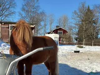hästar Fodervärd sökes för senare köp - Annons 7