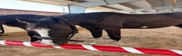 Hoppning hästar till salu: Hoppstammad 1:åring - Annons 2