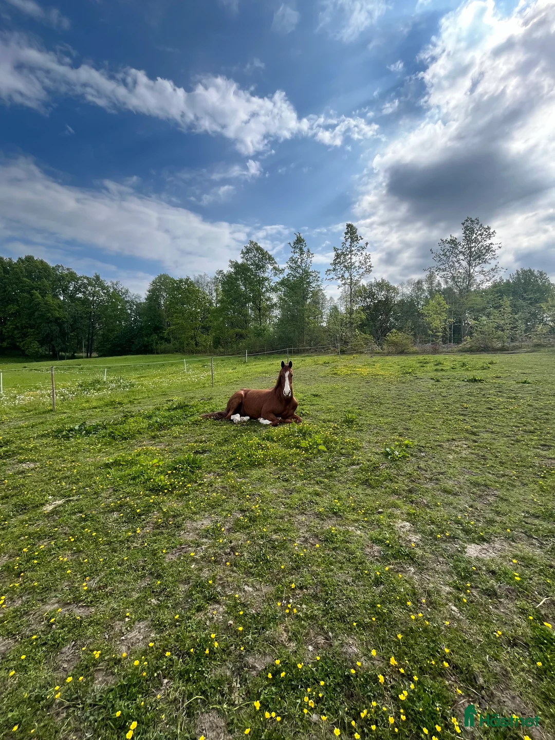  stallplats finnes: Stallplats i lugnt stall finnes i Borensberg - Annons 3
