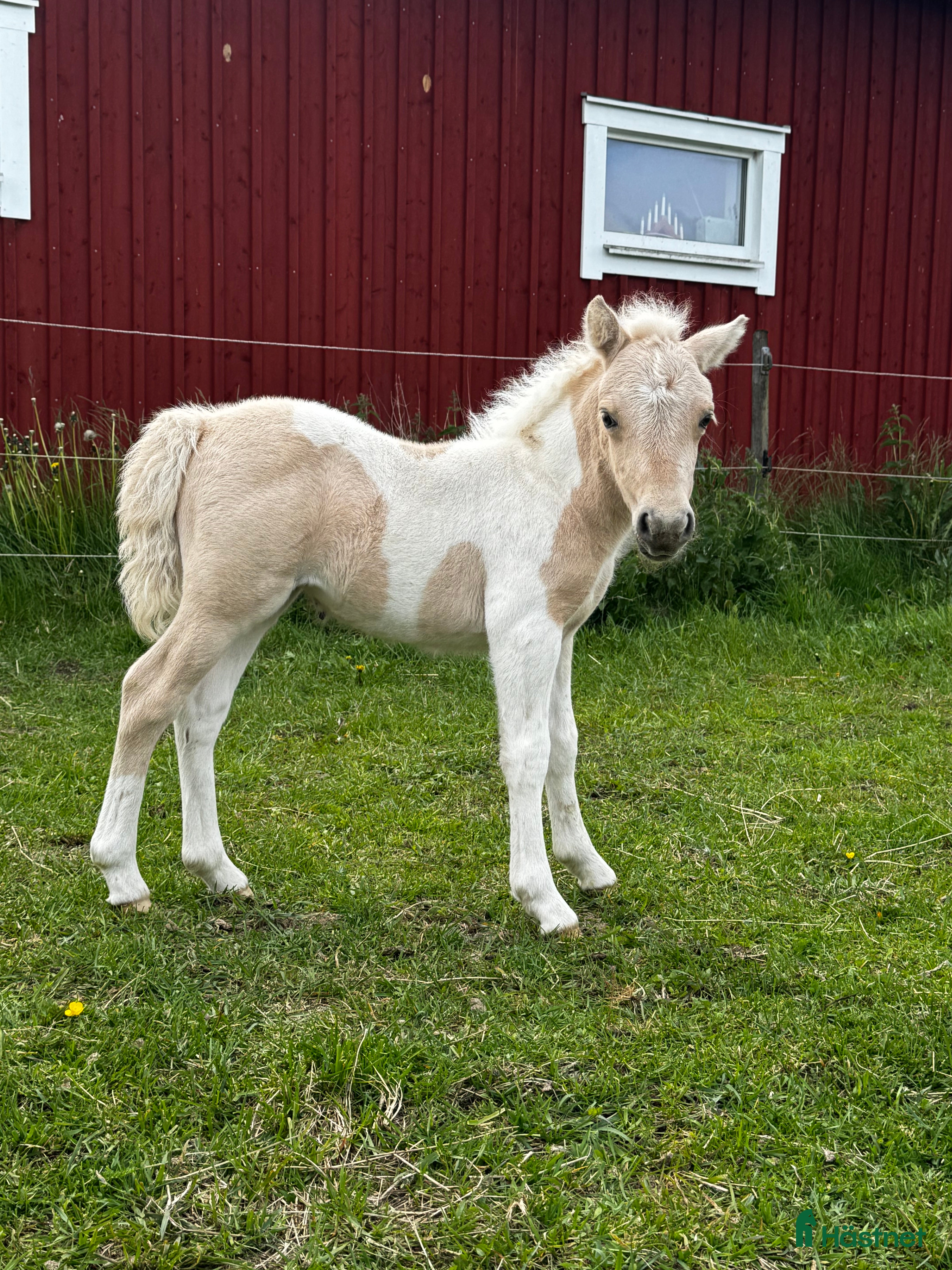  hästar Välstammad 1 åring🌟 - Annons 9