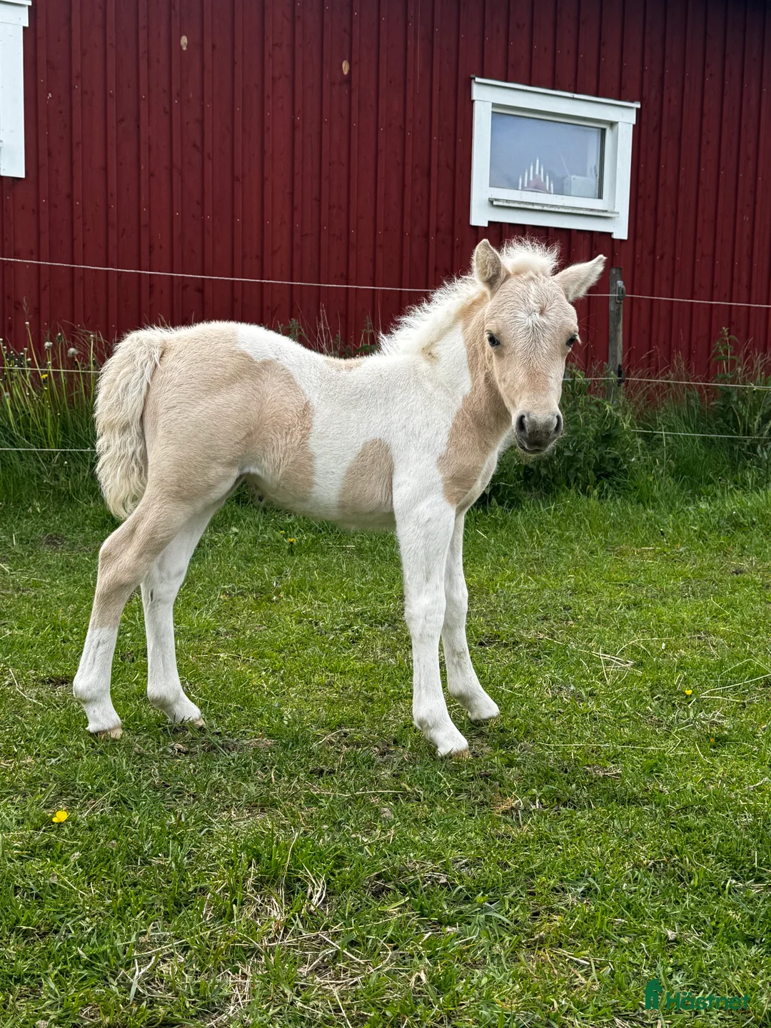 Trav hästar till salu: Välstammad 1 åring🌟 - Annons 2