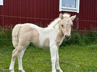 hästar Välstammad 1 åring🌟 - Annons 9