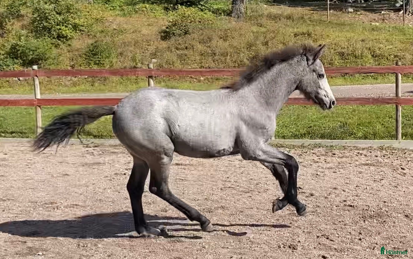  hästar Elegant och rörlig fölunge  - Annons 2