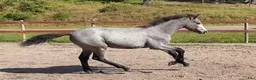 Allround hästar till salu: Elegant och rörlig fölunge  - Annons 2