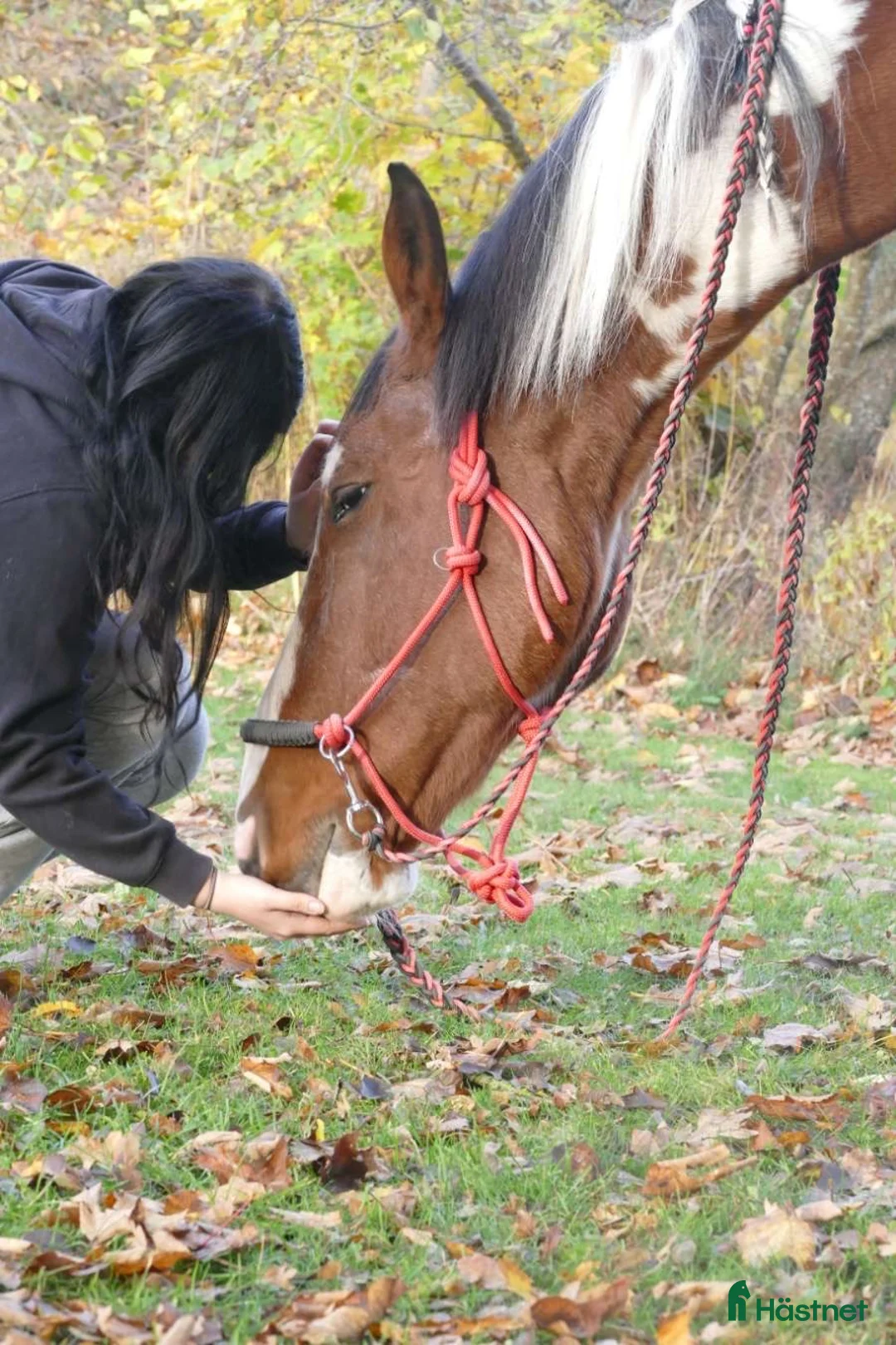  foderhäst sökes: Foderhäst sökes i Eslöv - Annons 1