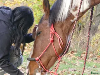 foderhäst Foderhäst sökes i Eslöv - Annons 2